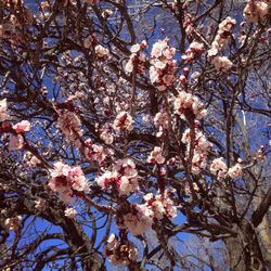 Low angle view of cherry blossom tree