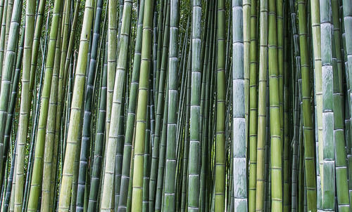 Full frame shot of bamboo