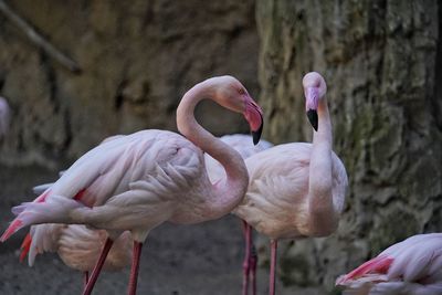 Group of flamingos 