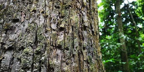 Close-up of moss growing on tree trunk