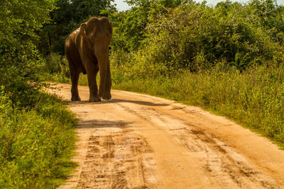 Side view of elephant walking on dirt road