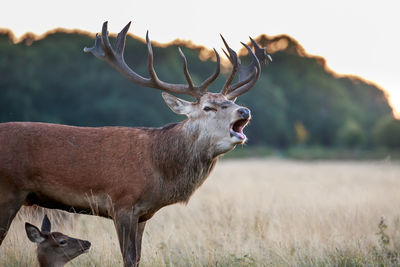 Stag standing on field during sunset