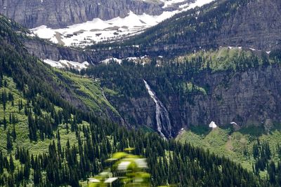 Panoramic view of pine trees in forest