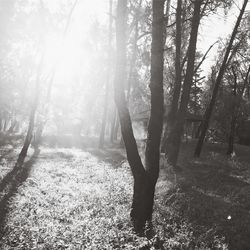 Sunlight streaming through trees in forest