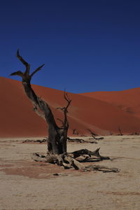 Dead tree on desert against clear blue sky