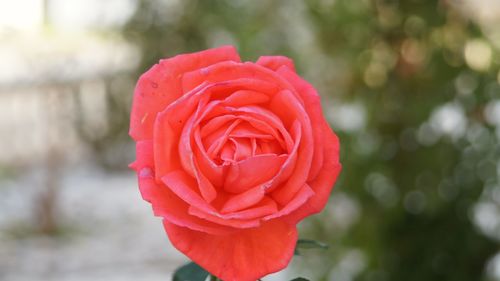 Close-up of red rose blooming outdoors