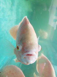 Close-up of fishes swimming in tank