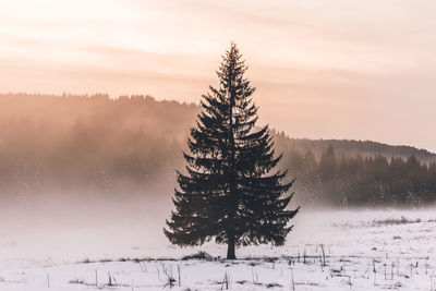 Trees on snow covered landscape against sky