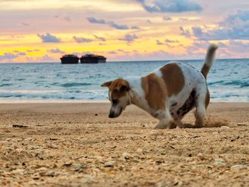 View of dog on beach