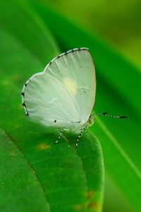Close-up of butterfly on leaf