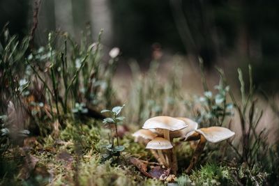 Close-up of mushrooms growing on field in forest