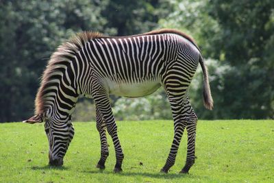 Zebra grazing 