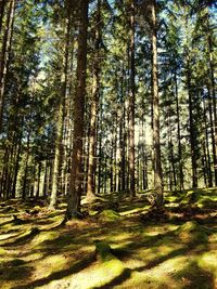 Trees in forest