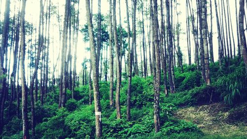 Trees in forest