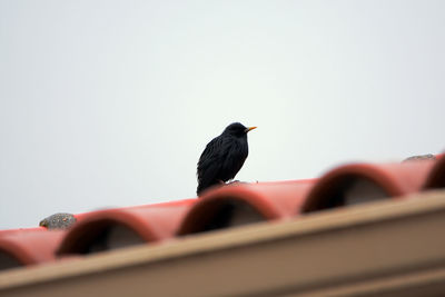 Low angle view of bird perching on roof against clear sky