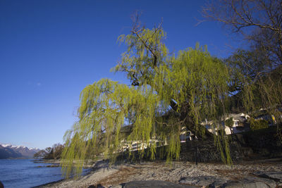 Trees by sea against clear blue sky