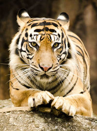 Close-up portrait of a tiger