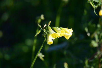 Close-up of yellow flowering plant