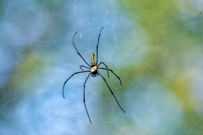 Close-up of spider and web