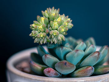 Close-up of succulent plant