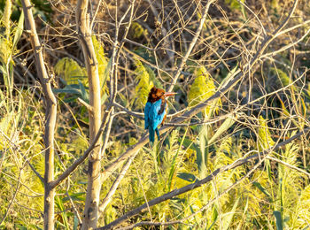 Rear view of man walking in forest