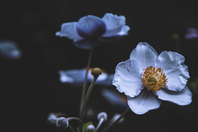 Close-up of purple flowering plant