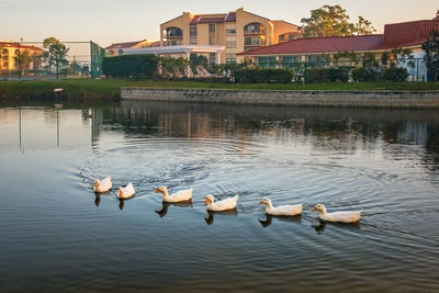 Ducks swimming in lake