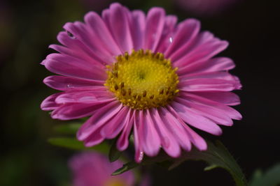 Close-up of pink flower