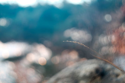 Close-up of plant against blurred background