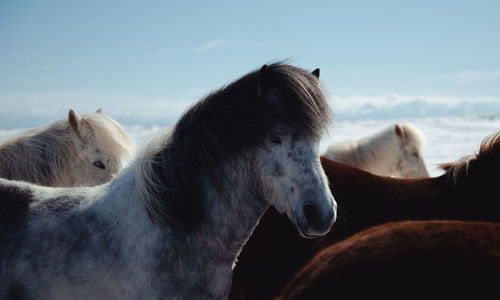 Horse standing on field against sky