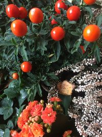 Close-up of flowers and plants