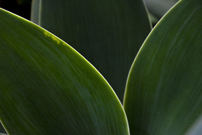 Green leaf close-up