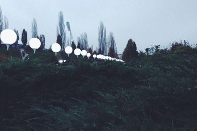 Trees against sky