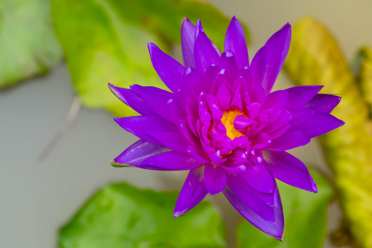 CLOSE-UP OF PURPLE IRIS FLOWER