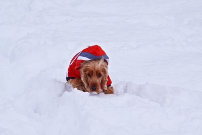 Dog sitting on snow covered landscape