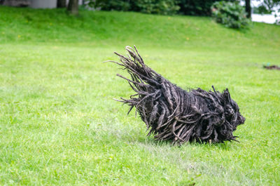 View of a bird on field