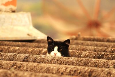 Portrait of cat relaxing on floor