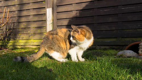 Cat on ground