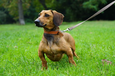 Dog on grass