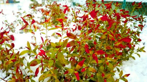 Close-up of red flowers