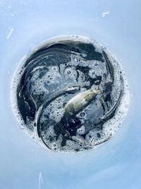 High angle view of ice cubes in water