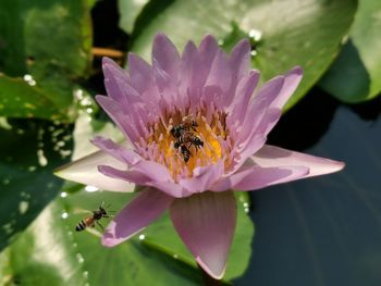 Close-up of bee on pink flower