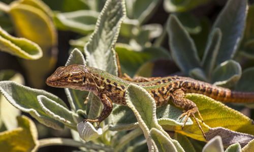 Close-up of lizard on plant