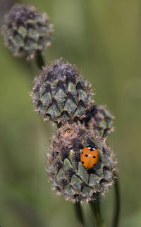 Close-up of ladybug on plant