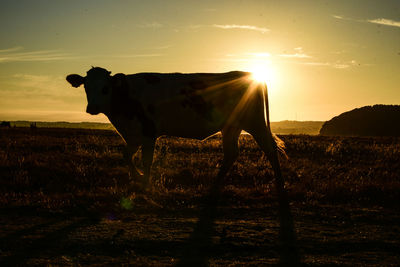 Horse standing on field during sunset