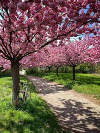 Trees in park
