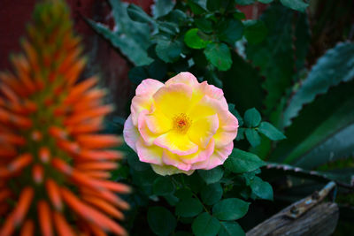 Close-up of yellow flower