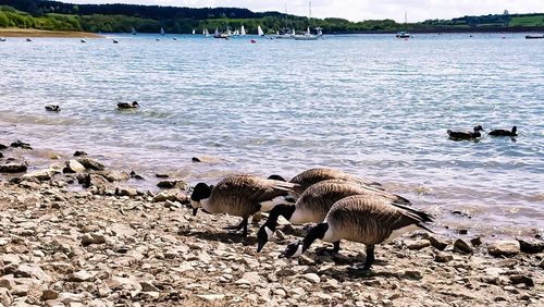 Flock of birds in the lake