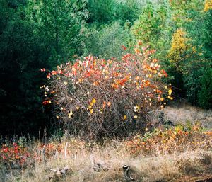 Plants growing in forest