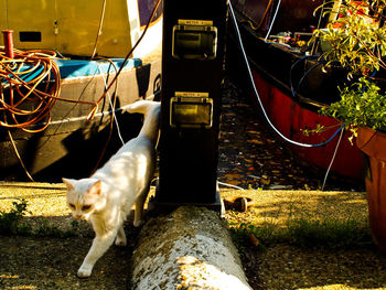 High angle view of cat walking by canal